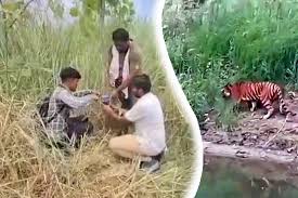 khatima, Labourer attacked , tiger