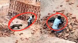 lakhimpurkhiri,   lone youth clashed ,with a leopard