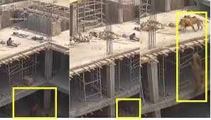 gujrat, Lions entered , under construction building