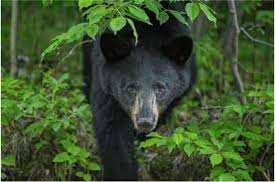 singroli,Terror of bears , forests of Singrauli