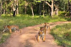 bhopal, Tiger and cubs, during safari