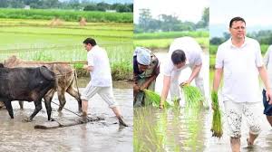 khatima, CM planted, paddy