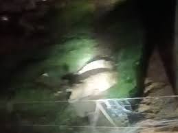 maihar, Crocodile entered, village