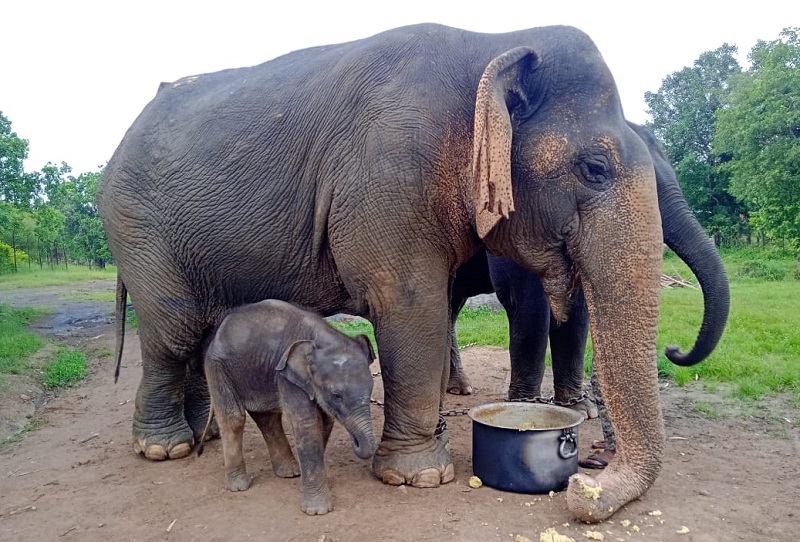 bhopal, Chief Minister ,expressed condolences 
