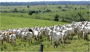 omkareshwar, Movement of saint society , free pasture land