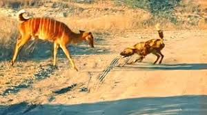 khategaon, Wild dogs, killed a deer