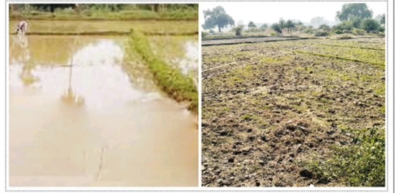 ambikapur, Farmers lagged, continuous rain
