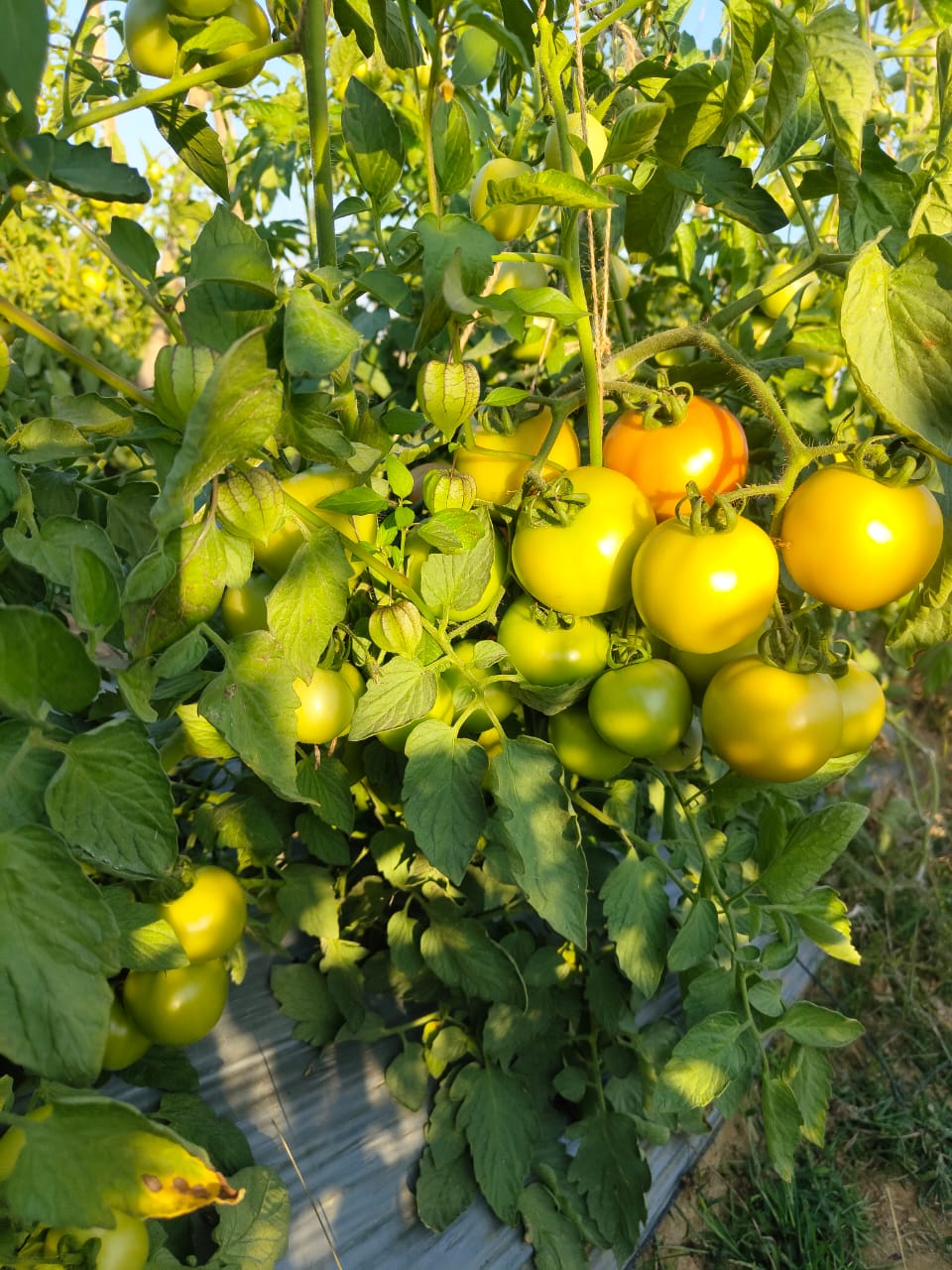 anuppur, Tomato production, Anuppur, Madhya Pradesh 