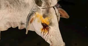 maihar,Muslim youth ,beats cow  