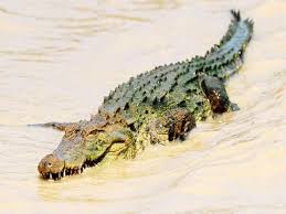 khatima, Team active, rescue of crocodile