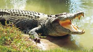 khatima, People living   fear , crocodiles 