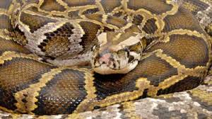 rudki,  villagers behaved brutally ,with Agjar