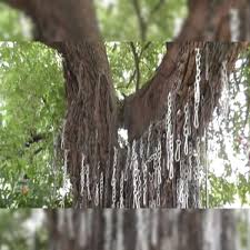 chatarpur,   mysterious tree changed , fate of the village