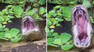 bhopal,yawning python, goes viral