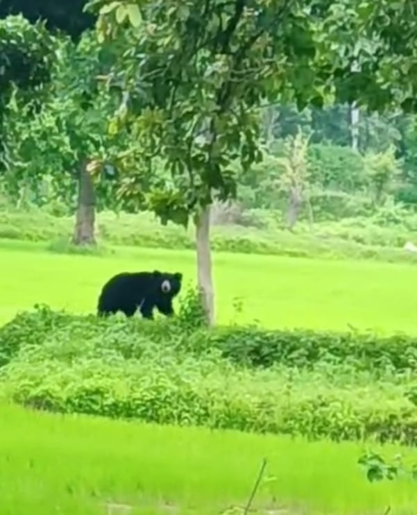 anuppur, Bear ,Dola Nagar Parishad