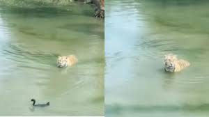 mumbai,   tiger looked helpless ,front of the duck