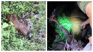 lalkuan, Deer entered , railway station premises