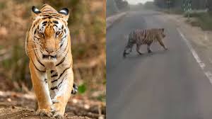 bhopal, Tiger , road  