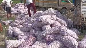 khatima, Chinese garlic , seized and destroyed