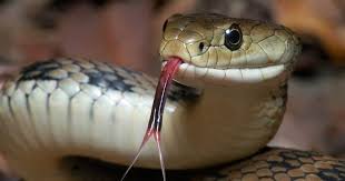 bhopal,  snake game, innocent child