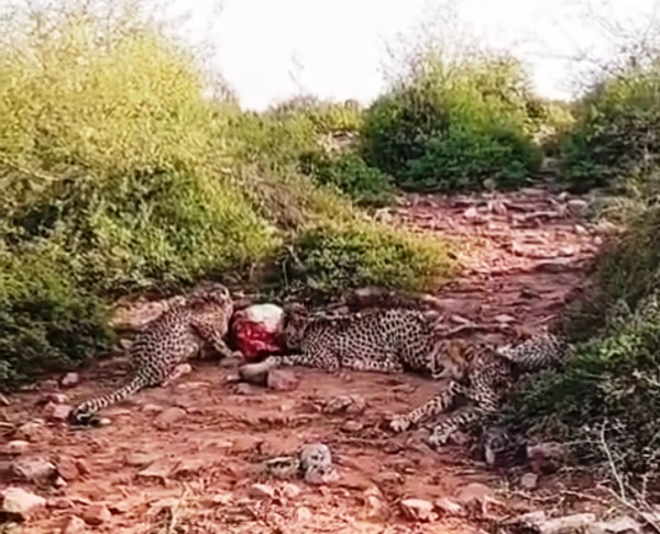 morena, Jwala Cheetah , Kuno Sanctuary