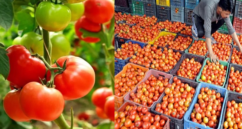bhopal, Madhya Pradesh, tomato producing state