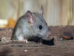 chatarpur, Rats take over, maternity ward 