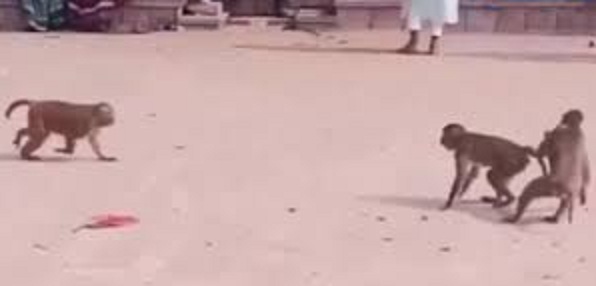 bhopal, Monkeys playing, Kabaddi like humans