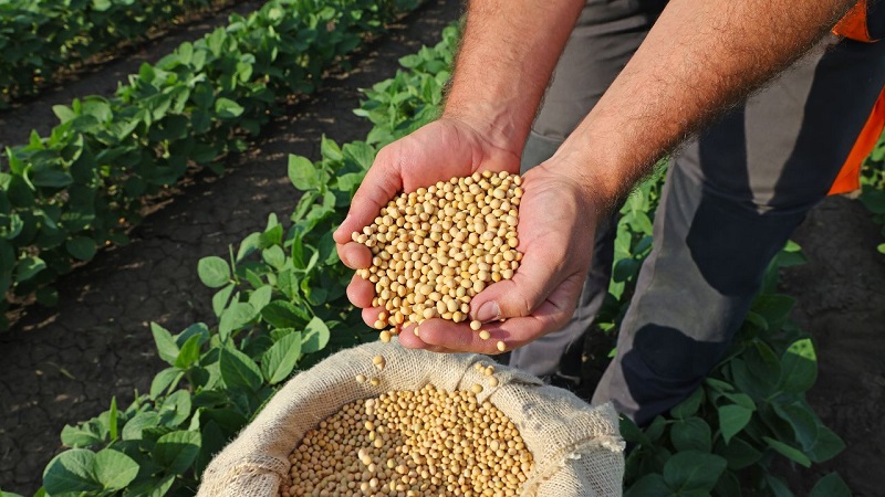 bhopal,   Bhavantar Yojana , Madhya Pradesh.