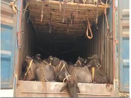 singroli, Major action ,pet animal smuggling