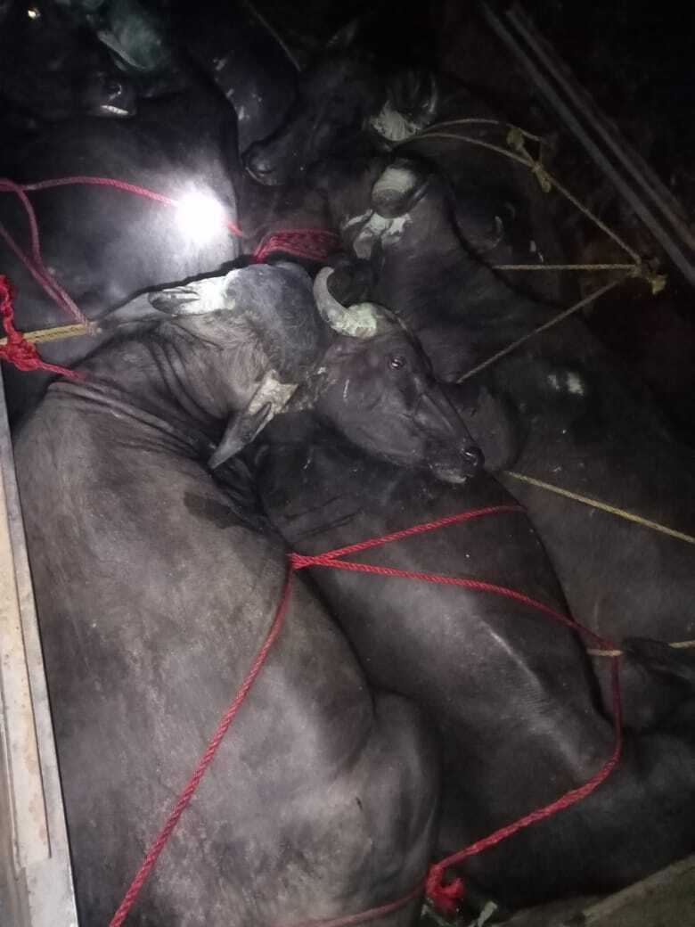 anuppur, Police rescuedm pickup truck