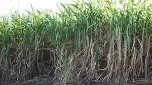 khatima,   meeting was held , sugarcane procurement