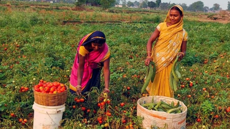 bhopal, Tribal forest land , vegetable production