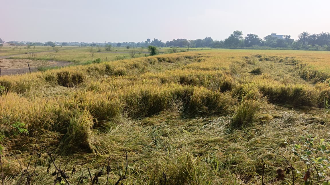 dhamtari, Farmers are suffering , impact of weather