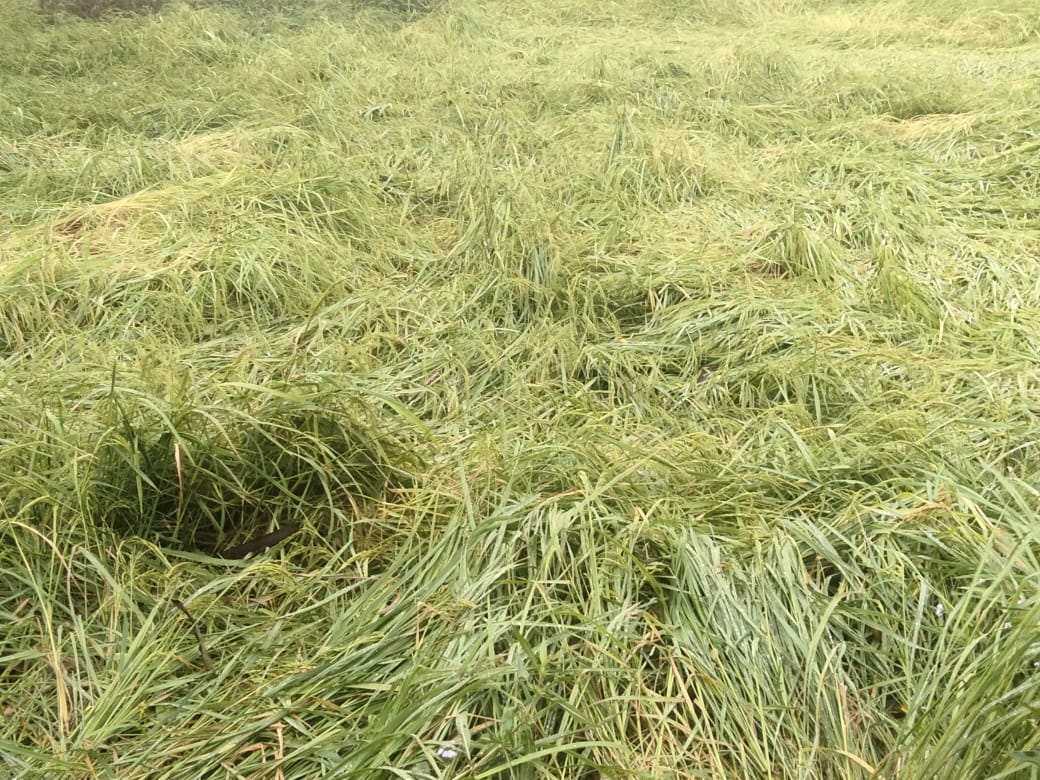 anuppur, Year-round farming, verge of ruin