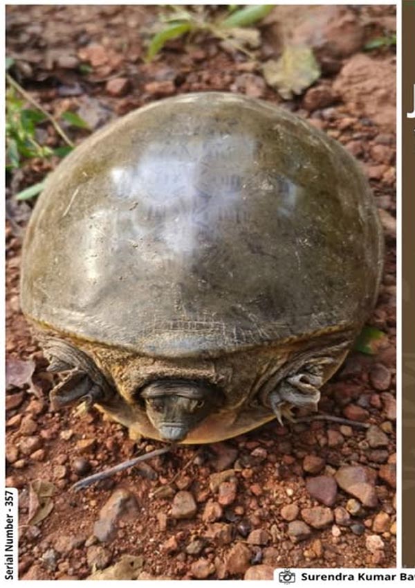 seoni, forest guard , flapshell turtle  