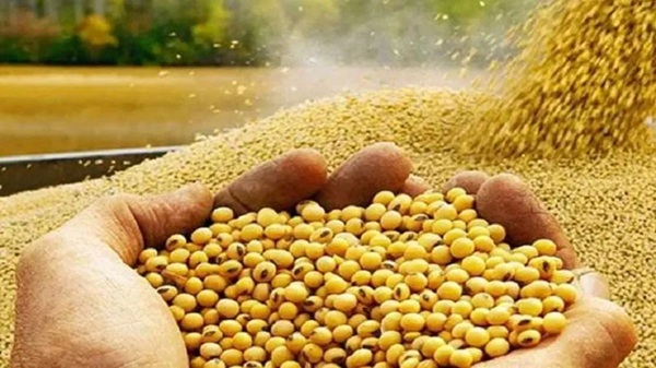 bhopal, Model rate , soybean increased 