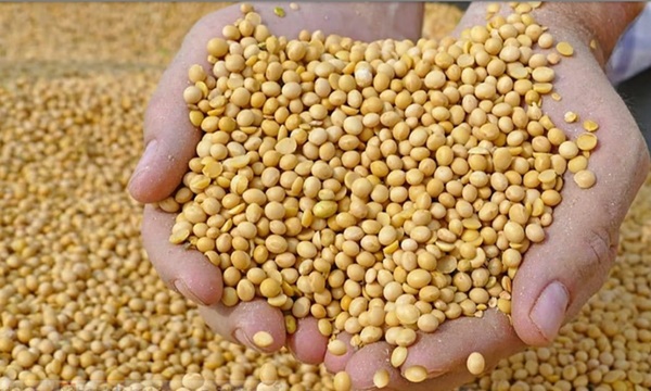 bhopal, model rate, soybean under Bhavantar Yojana 