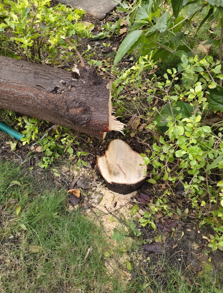 Bhopal , Theft , MP Assembly , winter session