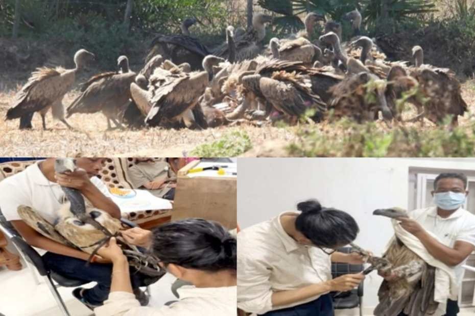 Raipur , Indravati Tiger Reserve , becomes national model ,vulture conservation