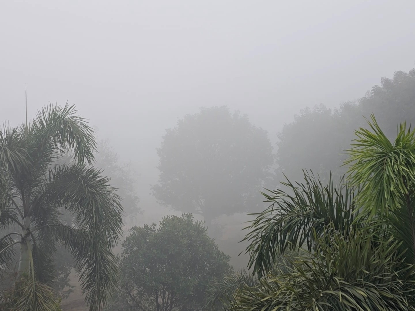 Shahdol.Dense,Shahdol after drizzle, visibility below 50 meters