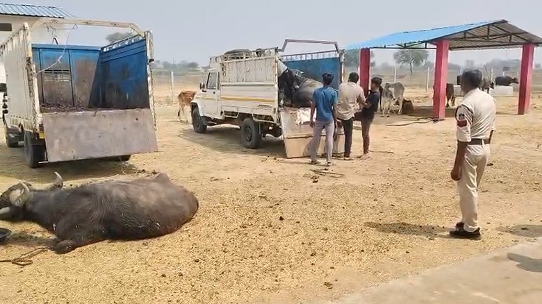 Police bust cattle smuggling racket in Singrauli, seize 13 buffaloes and 2 pickup vehicles