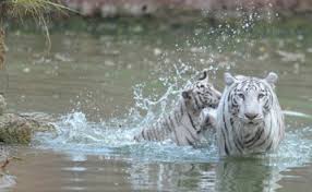 Reptile House,built ,Mukundpur White, Tiger Safari, tourists ,see rare ,snake species