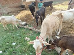 Authorities, raided Islamnagar, recovered, illegal, animal remains.