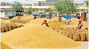 BJP, MLA, takes major, step, delay ,wheat, procurement ,MP