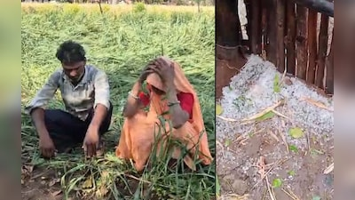 Rain alert, issued ,27 districts ,MP, damage, crops , birds