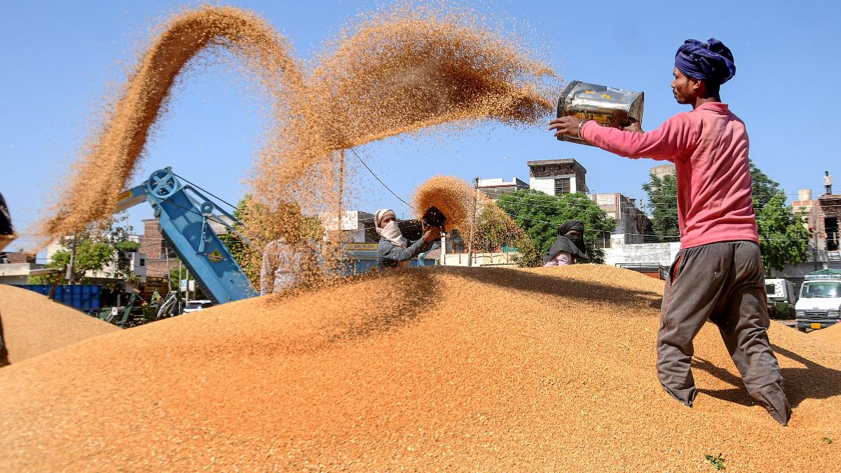 Wheat crisis , MP: Low prices, halted exports, growing farmer anger