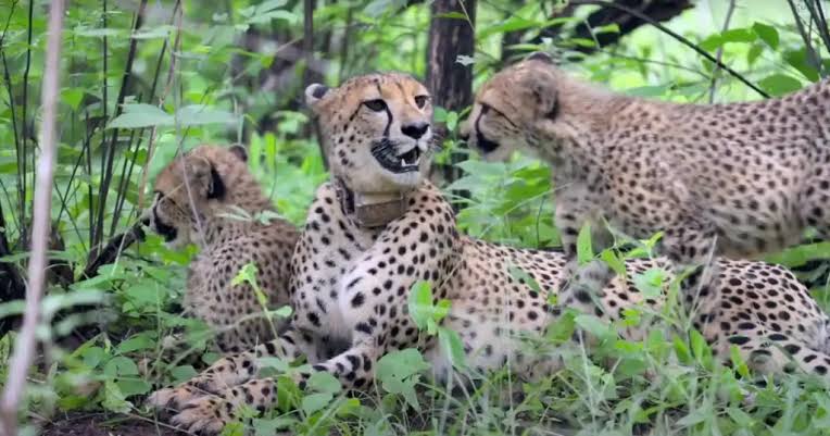 Kuno, cheetahs ,Indian forests, 12 districts
