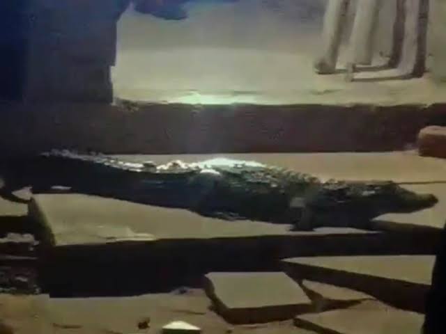 Crocodile , Amilia market, Sidhi