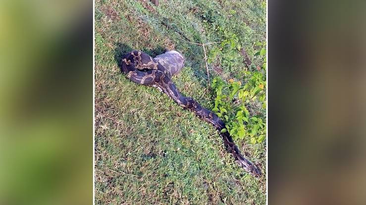 python,n Jhabua ,swallowing a fox